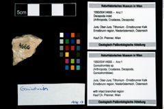 Foto (Objekt + Etikett) von Goniodromites sp.  (NHMW-GEO-1990-0041-4666)